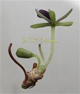  Male Inflorescence (Raceme)